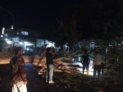 Pohon Besar Tumbang di Jalan Raya Kuningan-Cirebon, Seorang Pengendara Alami Luka-luka