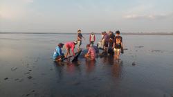 Seekor Paus Pilot Terdampar di Bibir Pantai Perairan Probolinggo