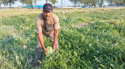 Gagal Panen, Petani Buah Semangka di Pemalang Mengeluh