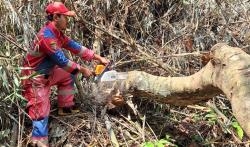 Pohon Tua di Situs Astana Gede Kawali Tumbang, Damkar Ciamis pun Turun Tangan