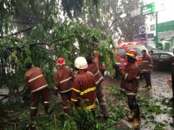 Pohon Tumbang Ganggu Arus Lalu Lintas di Kelapa Dua, Depok