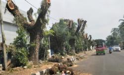 Pohon Ditebang, Kawasan Jalan RT Hardiwinangun Rangkasbitung Kini Gersang