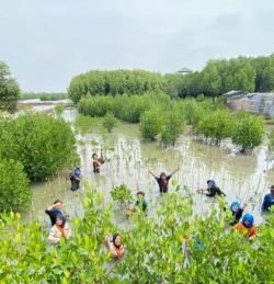 Cegah Abrasi Pantai, Mapalaut Banten Tanam 1500 Mangrove di Lontar Kabupaten Serang