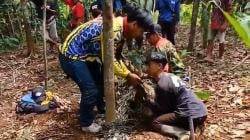 Warga Ciamis Tangkap Babi Hutan Berukuran Raksasa yang Meresahkan