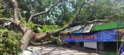 Pohon Trembesi Tumbang Timpa Warung di Barat Stasiun Malang Kota Baru