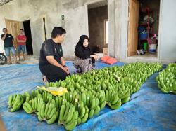 Ikfina-Gus Dulloh Bidik Budi Daya Pisang Cavendish di Mojokerto jadi Percontohan Pusat Ekonomi Baru