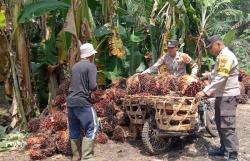 Kisah Bhabinkamtibmas di Bunut Bermandi Keringat Bantu Petani Sawit demi Pilkada Damai