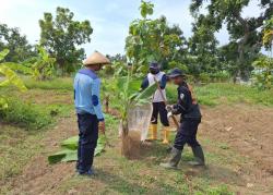 Dukung Program Ketahanan Pangan, Lapas Terbuka Kendal Kembangkan Pisang Jenis Morosebo