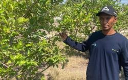 Kebun Jambu Awangan Inspirasi Baru Petani Lamongan