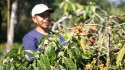 Oase Kopi Berenergi Mandiri di Lereng Gunung Ungaran