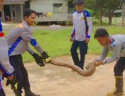 Penampakan Ular Piton Satroni Rumah Warga BunguranTimur Natuna