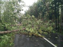 Diterjang Hujan Disertai Angin Kencang, Sejumlah Pohon di Bojonegoro Tumbang