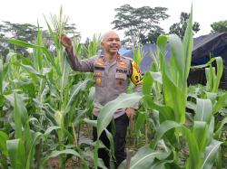 Kapolda Babel Tinjau Kebun Ketahanan Pangan, Dukung Program Percepatan Swasembada Pangan Pemerintah