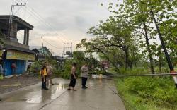 Waduh! Warga Boyolali Meninggal, Tertimpa Pohon Tumbang Di Sumberlawang Sragen