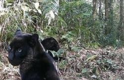 Momen Langka! Sepasang Macan Kumbang Hampir Punah Tertangkap Kamera di Gunung Halimun Salak