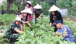 Dukung Ketahanan Pangan, Lanud Husein Sastranegara Panen Sayuran di Food Estate Bojong Koneng