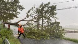 BPBD Tasikmalaya Evakuasi Pohon Tumbang di Purbaratu akibat Cuaca Ekstrem