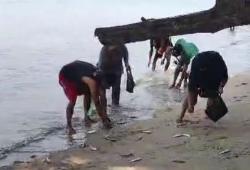 Ribuan Ikan Meloncat ke Darat di Pantai Carita, Ada Apa di Laut Pandeglang?