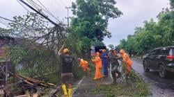 Cuaca Ekstrem, 5 Pohon Tumbang di Lumajang Hari Ini