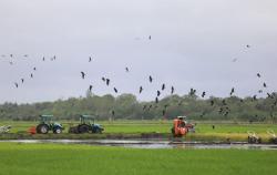 Presiden Prabowo Saksikan Petani Merauke Panen Padi Pakai Combine Harvester dari Menara