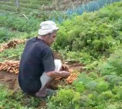 Malangnya Nasib Harga Wortel di Petani Kaki Gunung Gede Pangrango