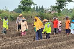 Tanam Jagung Bersama Petani di Ngoro, Polres Jombang Dukung Percepatan Swasembada Pangan