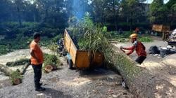 Pohon Tumbang di Kompleks Olahraga Dadaha, Timpa Motor Pengangkut Sampah