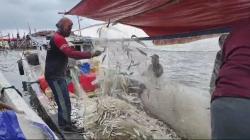 Cuaca Ekstrem Picu Ikan Kecil Bermunculan, Nelayan Banten Panen Melimpah!