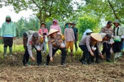 Polres Pelabuhan Belawan Tanam Jagung dalam Program Ketahanan Pangan di Deliserdang