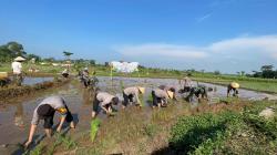 Implementasi Asta Cita Presiden R I, Polres Pekalongan Tanam Padi dan Tabur Benih Ikan