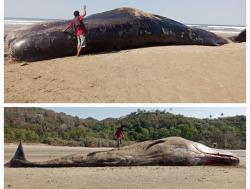 Paus Sperma Terdampar dan Mati di Pantai Pindu Hurani Sumba Timur, BKKPN Larang Warga Konsumsi