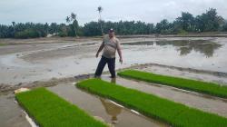 Bhabinkabmas Polsek Medang Deras Giat Meningkatkan Ketahanan Pangan