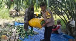 Inovasi Aiptu Rahmat, Petani Desa Patoloan Raih Penghasilan Rp5 Juta Per Minggu dari Lahan Kosong