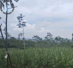 Marak Kawasan Hutan Beralih Fungsi Jadi Ladang Tebu di Lumajang, LSM LIRA Datangi Perhutani