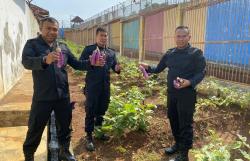 Lahan Tidur Diubah ke Lumbung Pangan, Jadikan Kisah Inspiratif Lapas Batang