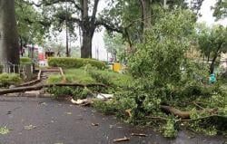 Kota Cimahi dan Bandung Diterjang Hujan Es hingga Angin Kencang, Sejumlah Pohon Tumbang