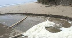 Bikin Heboh! Dugaan Pembuangan Limbah Tambak Udang Picu Bau Menyengat, Ada Apa di Pantai Bagedur?