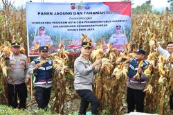 Kapolres Pidie Jaya Dukung Program 100 Hari Kerja Presiden dengan Penanaman dan Panen Jagung