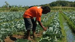 Petani di Kota Probolinggo mencoba Tanam Kubis di Dataran Rendah