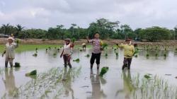 Polsek Medang Deras Binluh Ketahanan Pangan, Wujud Dukung Program 100 Hari Kerja Presiden RI