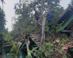 Hujan Angin Terjang Cibeber, Satu Rumah Warga Rusak Berat Tertimpa Pohon Petai