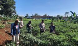 Dorong Program Ketapang, Polsek Jajaran dan Koramil Cibinong Tinjau Lahan Pertanian