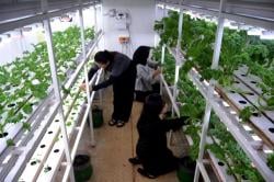 Inovasi PT PLN Menciptakan Ketahanan Pangan Melalui Container Farming dan Grow Light LED Buah Naga