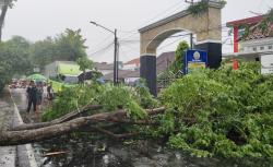 Sukoharjo Diterjang Hujan Disertai Angin Kencang, Banyak Pohon Tumbang