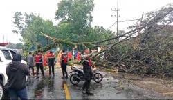 Hujan Angin Terjang Malang, Pohon Tumbang Putuskan Akses Jalan dan 1 Orang Luka Parah