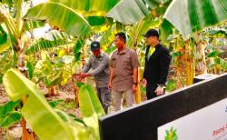 Taman Wisata Edukasi Banana Park di Karang Pilang Bermekaran