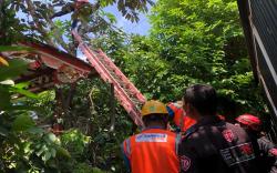 Tragis, Tukang Kebun di Sragen Meninggal Tersengat Listrik Saat Pangkas Pohon