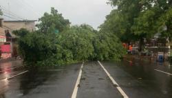 Pohon Beringin Berukuran Besar Mendadak Tumbang, Menutup Akses Jalan di Ponorogo