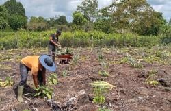 Astra Agro, Bina Kelompok Tani Nanas Kelola Lahan Gambut di Aceh Barat