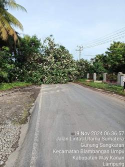 Lapor! Ada Pohon Besar Tumbang dan Menutup Akses Jalan Lintas Sumatera Sp2 Way Kanan